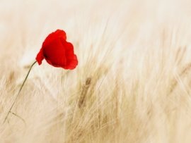 red field summer agriculture