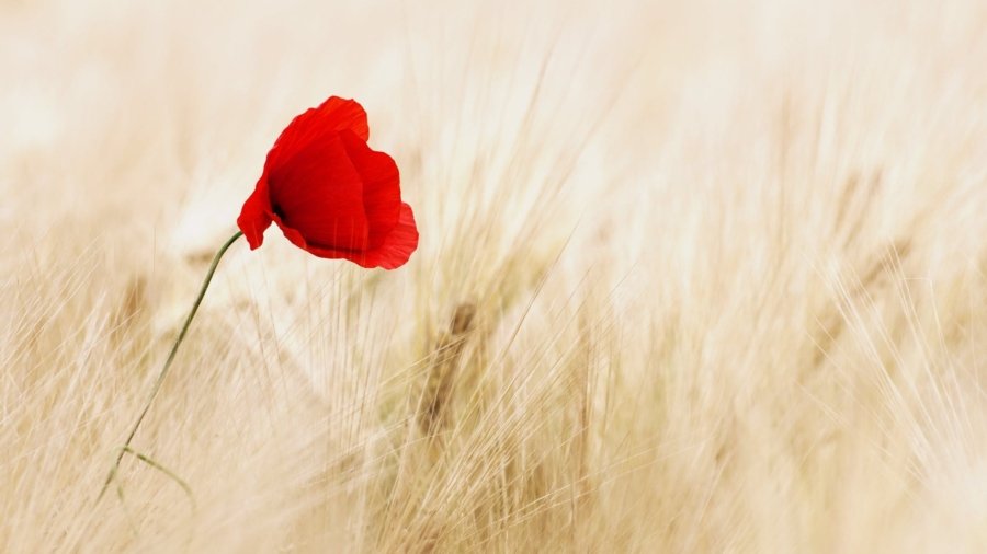 red field summer agriculture