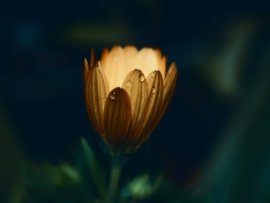 yellow daisy flower in closeup photo