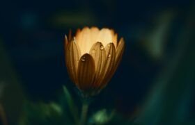 yellow daisy flower in closeup photo