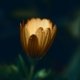 yellow daisy flower in closeup photo