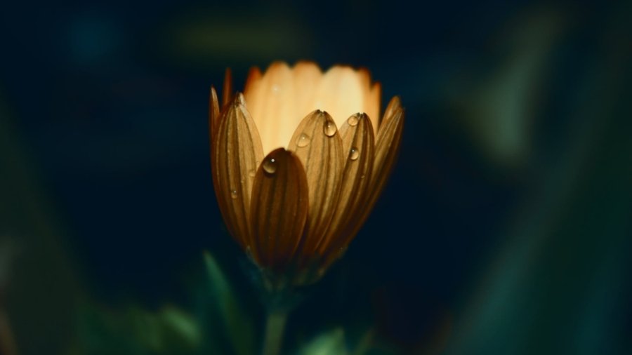 yellow daisy flower in closeup photo