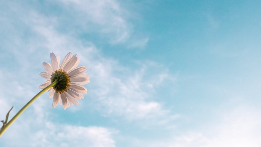 white daisy flower bloom