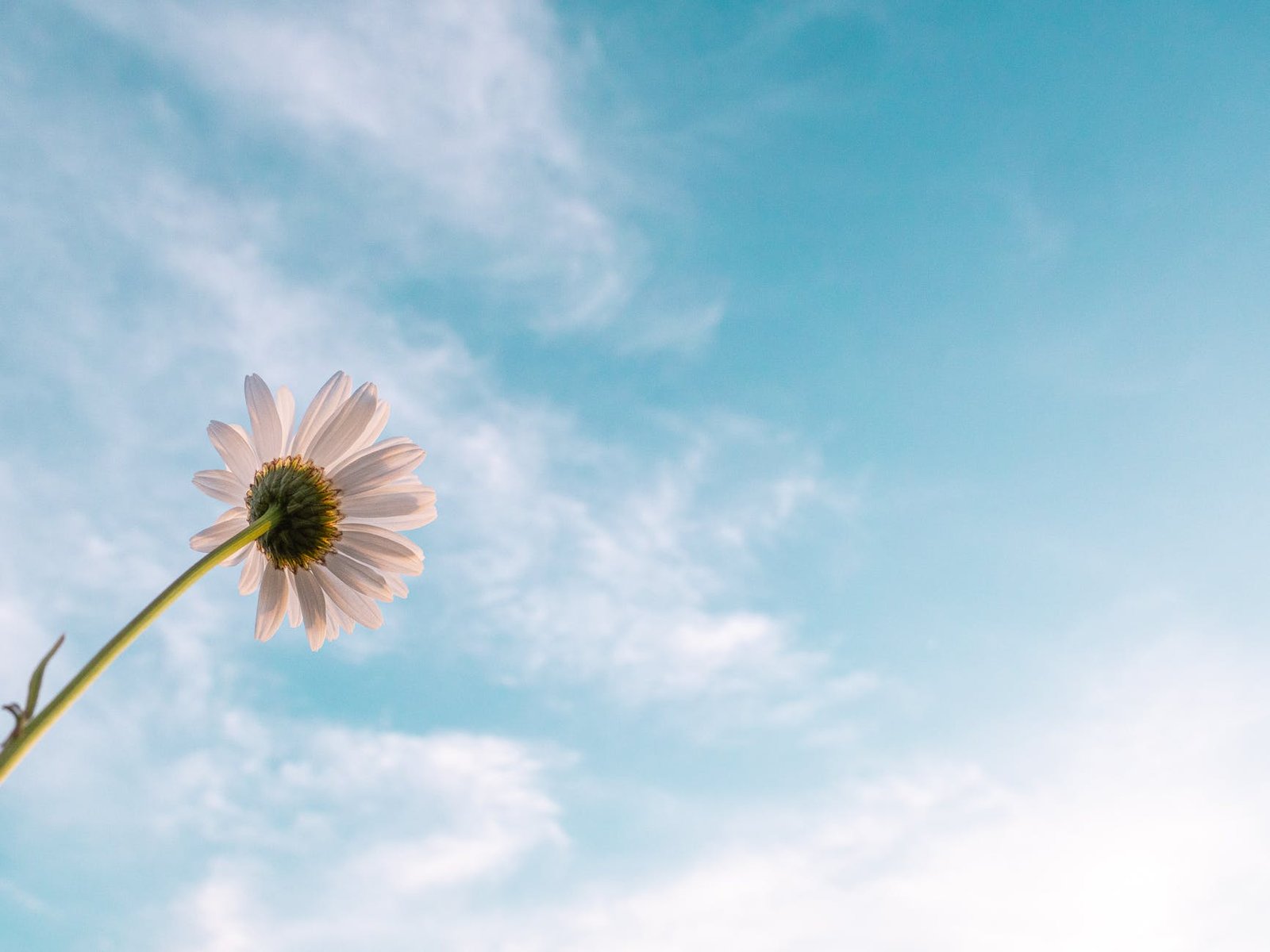 white daisy flower bloom