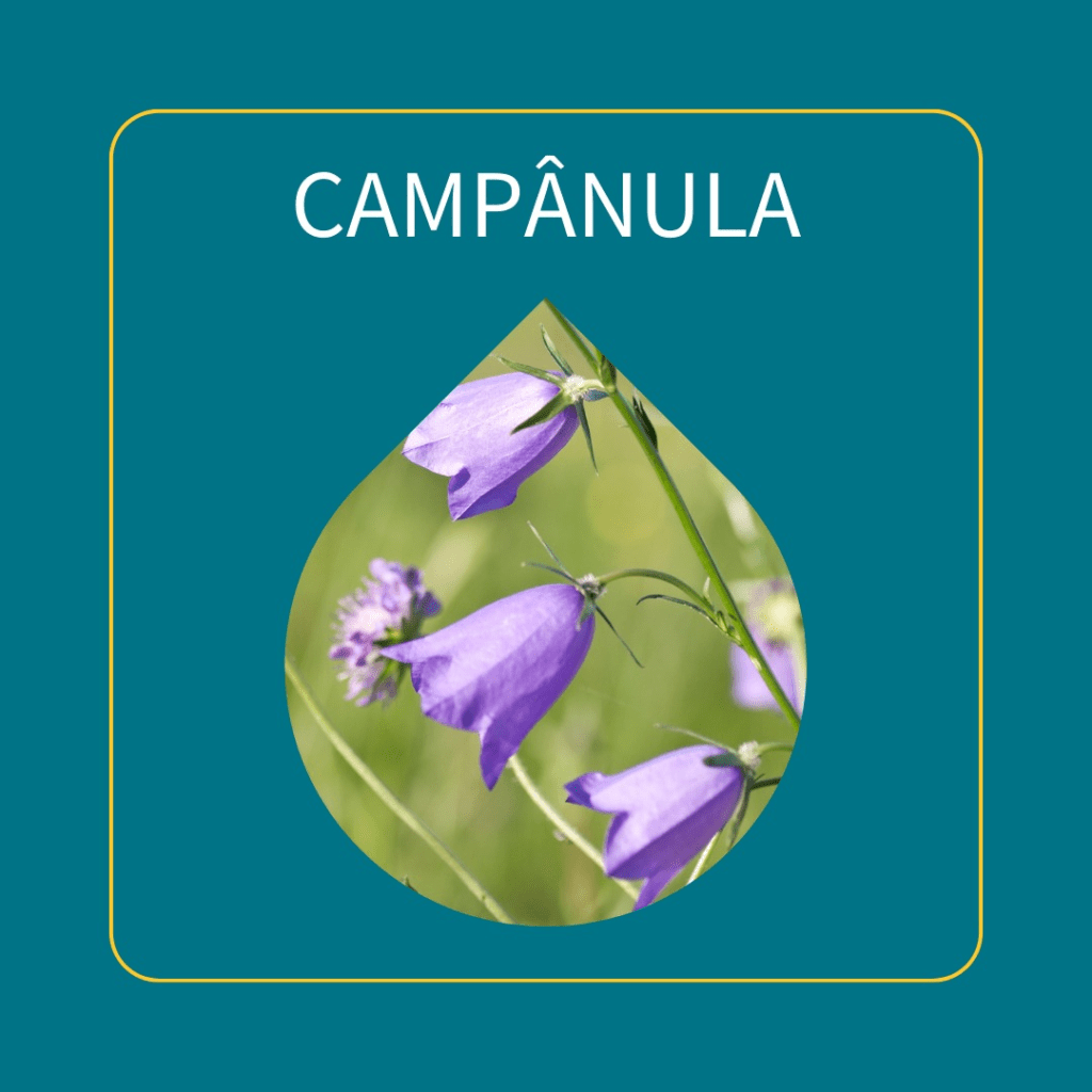 campanula - Casa de escuta